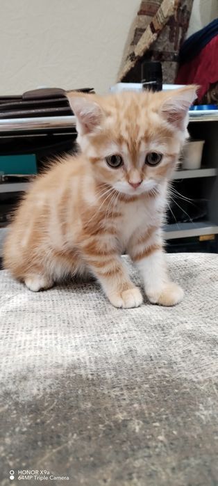 Котята Шодладского породы
