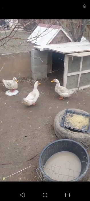 Утка , индаутка .