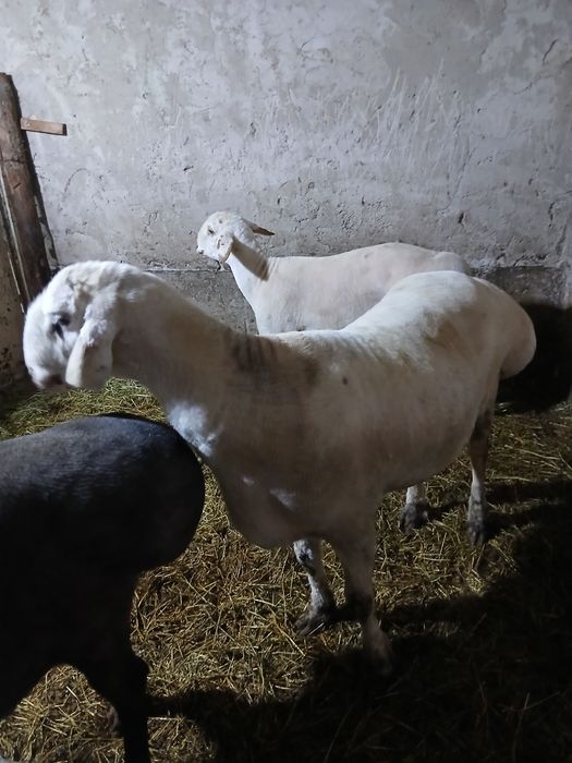 Кучкор сотилади зоти авгон живой вес 120.кг