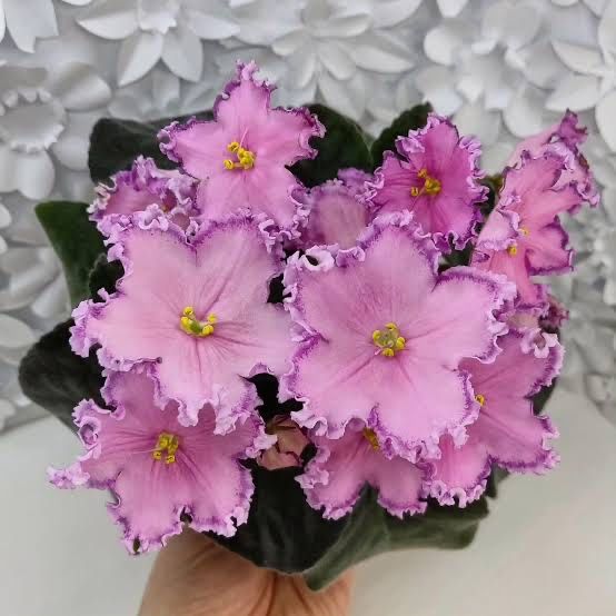 Срезы сортовых фиалок