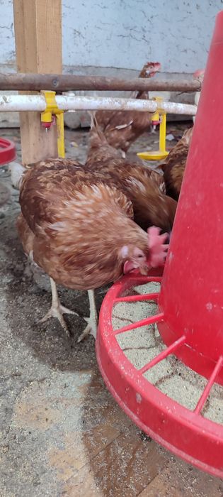 Loman zotli tovuqlar sotiladi