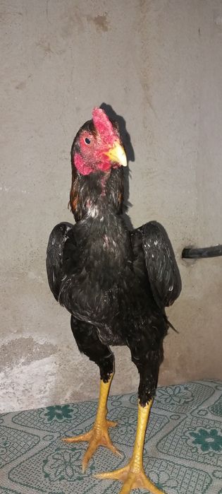 Дакан джужик месяц май