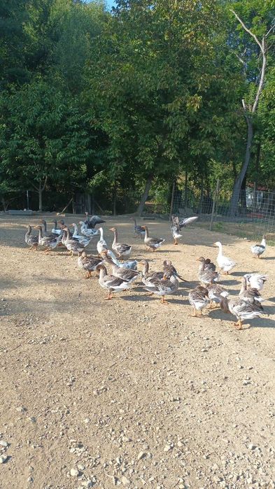 Gâște de vânzare la Ciclova Română!