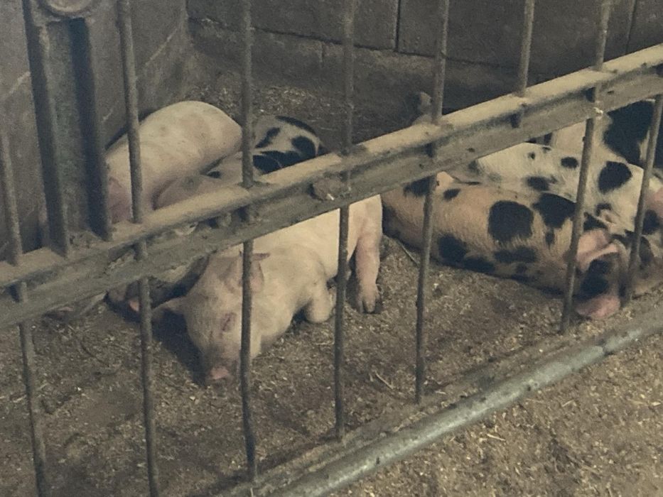 Малки прасета за угояване