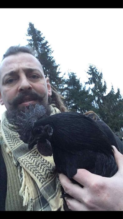 Млади петлета Аям Кемани