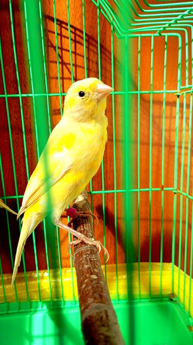 Продам Канарейку