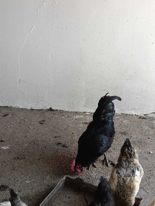 Петухи дворовые, австролорп