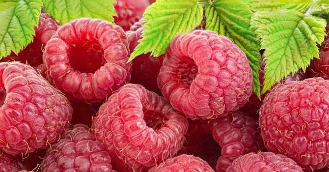 Продам дачные сборы для чая