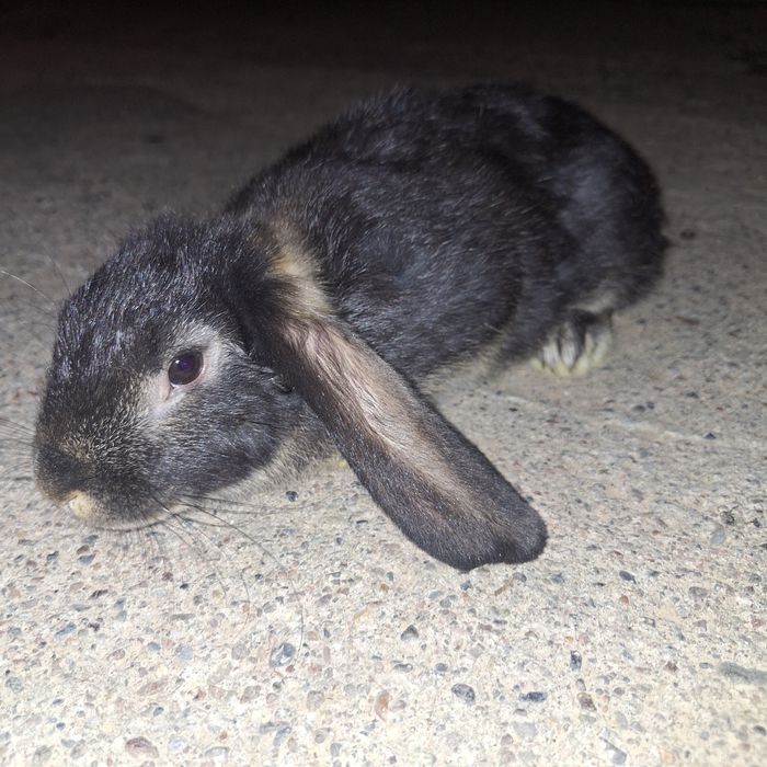 Кролики Баран(quyon)(baran)