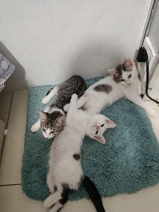 Котятки в добрые руки