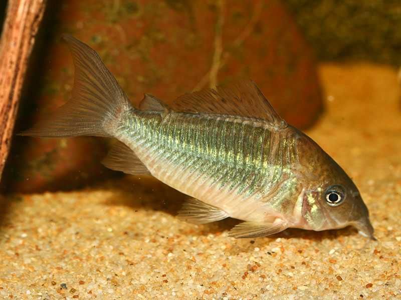Чистельшик дна Коридорас изумрудный или зелёный сомик