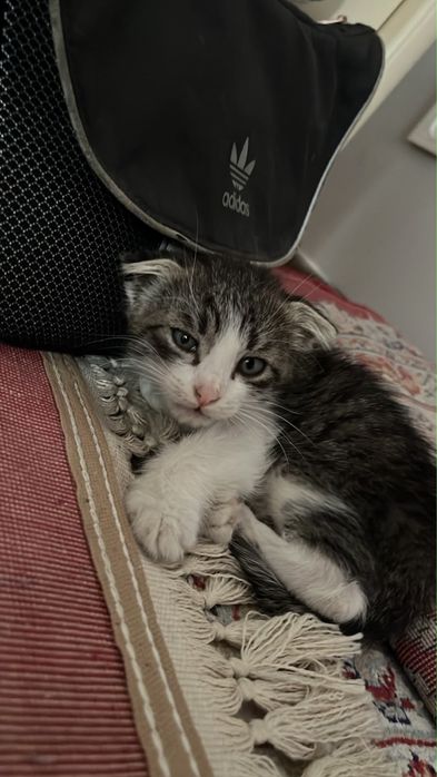 Котёнок 2 месяца