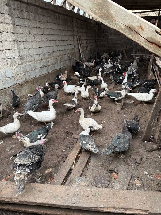 Индюк, индаутка, гоз сотилади срочний уйда бокилган