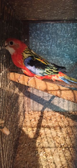 Розелла  гранатовая