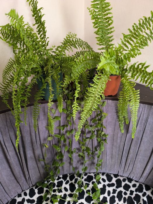 Папоротники  традесканции и другие цветы