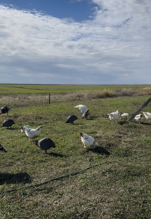 Vand gaini si cocosi BIO