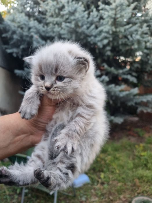 Отдадим котенка невский маскарадный. Мальчик.
