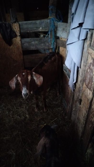 Vind ied si iada anglonubiene si una sannen cu iada de o luna