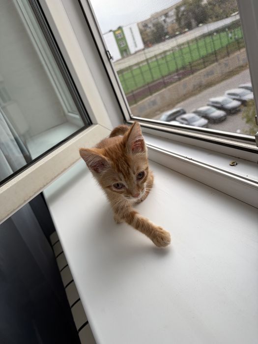 Отдам рыжего котика в добрые руки!!