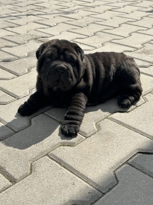 Femelă Shar Pei