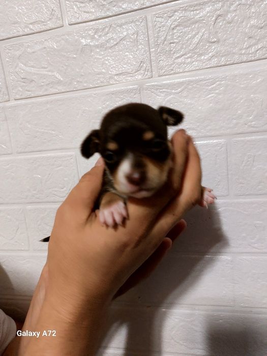 Щенки той терьера готовы к ПРОДАЖЕ