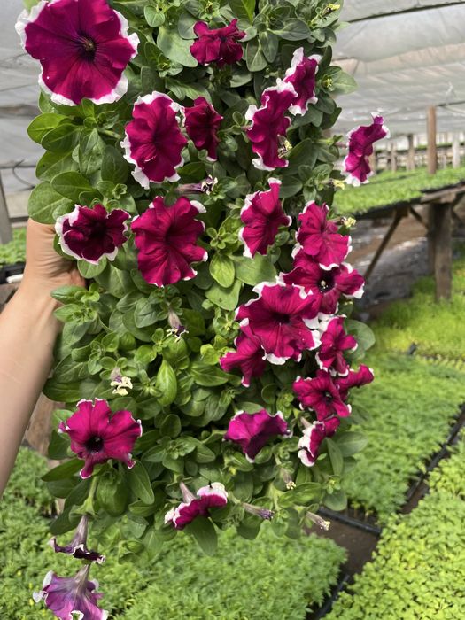 Рассада цветы петуния