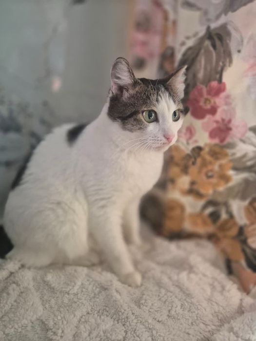 Кот самый нежный