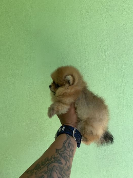 Померан мини мин