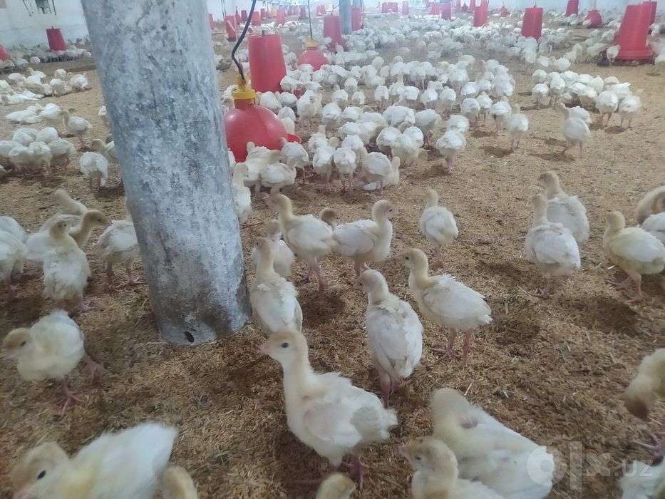 Fransiya davlatidan keltirilgan Qoni toza Big 6 joʻjalari