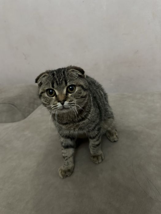 Продается кошка