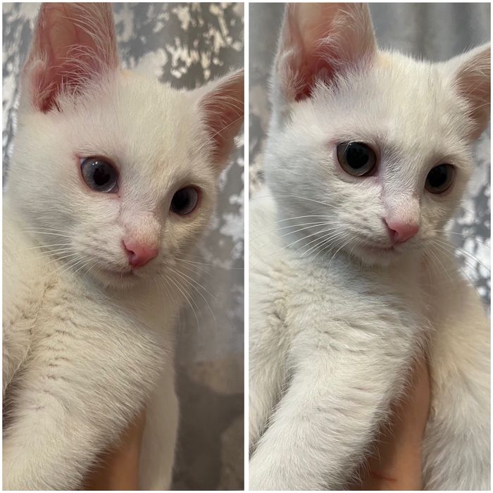 Котенки в добрые руки