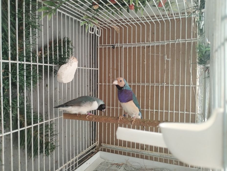 Canari și guold,,