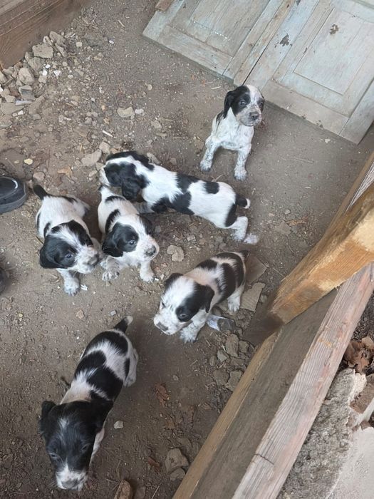 Русский сапиель.