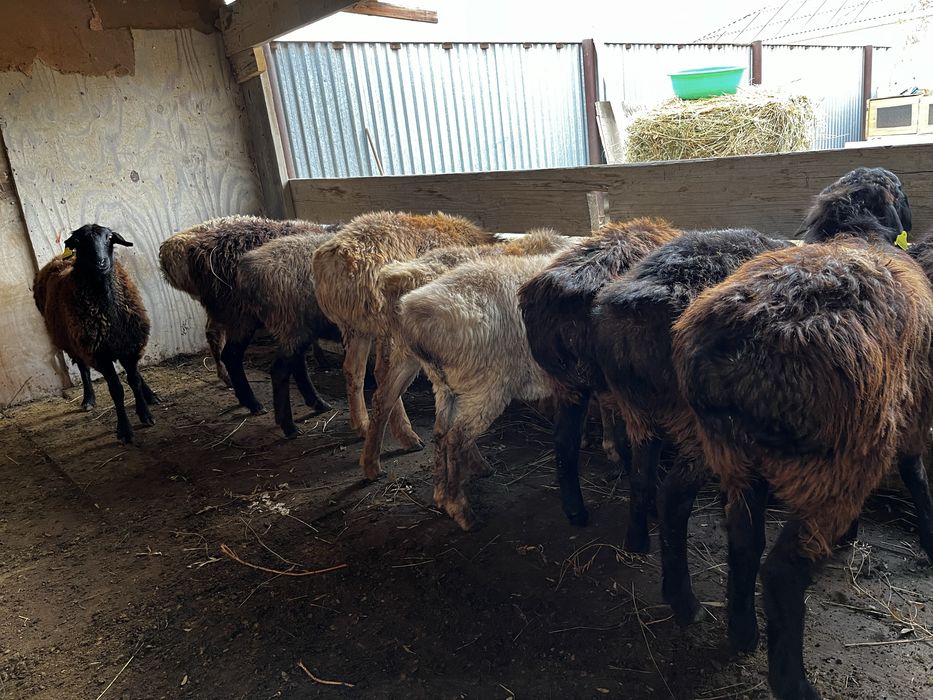 ВК-да анальды секс