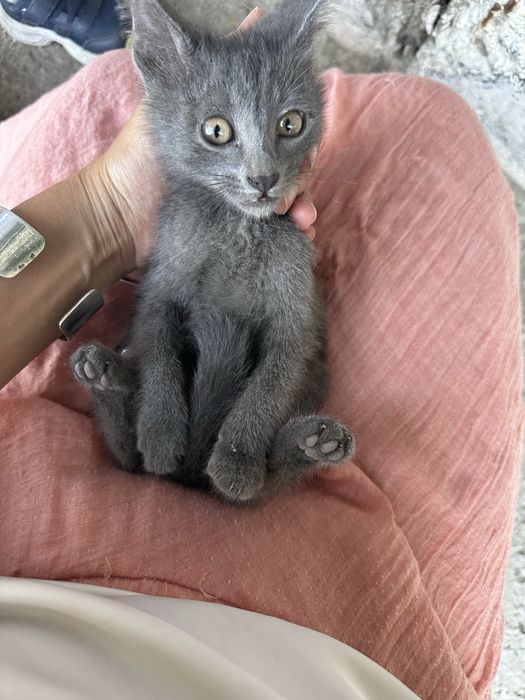 Котенок мальчик в добрые руки
