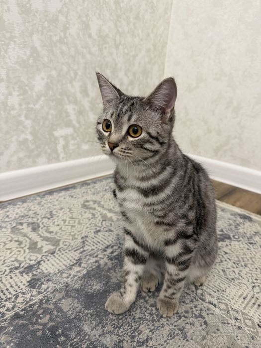 Кошка Scotish Stright 6 мес.