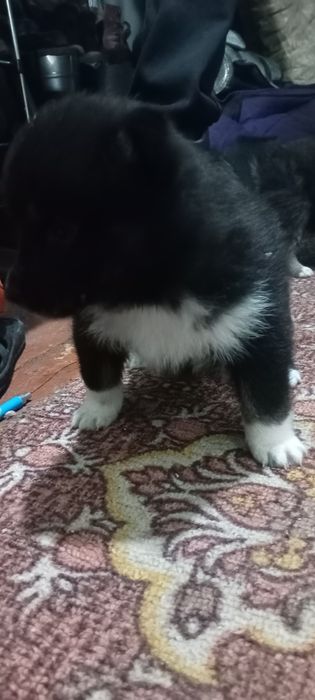 Продам щенков лайки