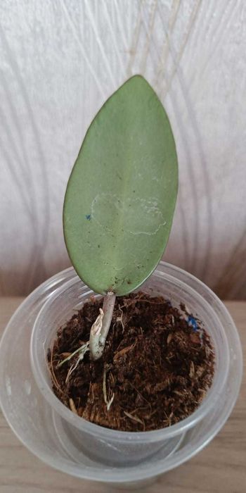 Хойя Сильвер  Доллар, Нью Гвинея  хост