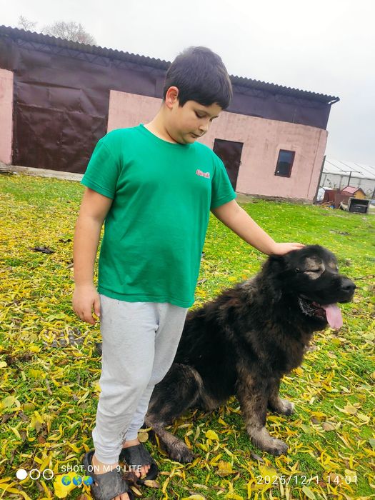 Ciobanesc caucazian de pază 4 ani