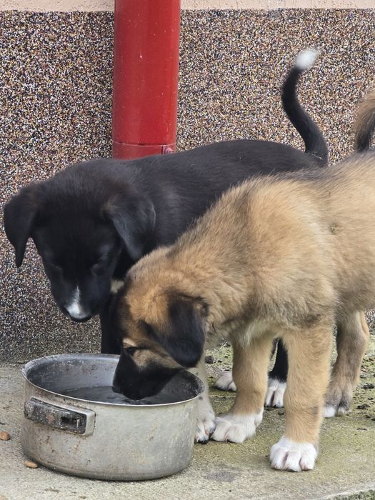 Ofer spre adopție animaluțe