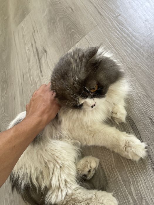 Отдам в хорошие руки Скоттиш фолд , домашнего кота