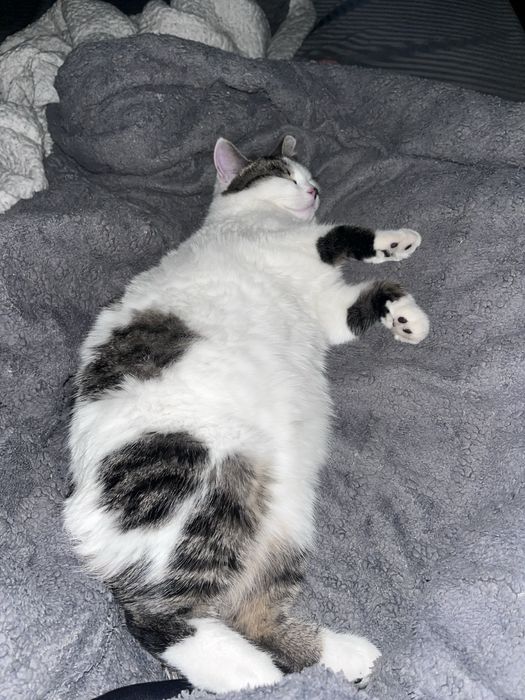 Отдам кошку вместе со всем что у нее есть