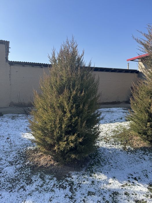 Archa sotiladi арча сотилади