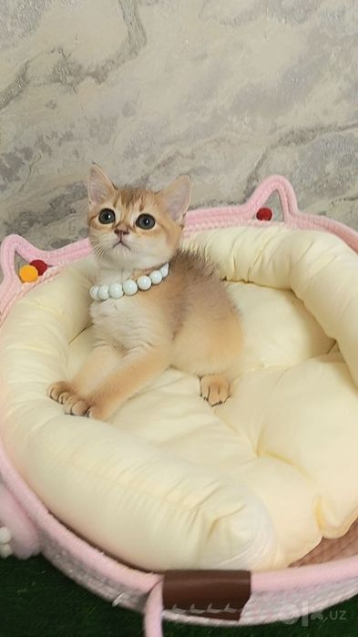 Шикарные котята от правильной вязки