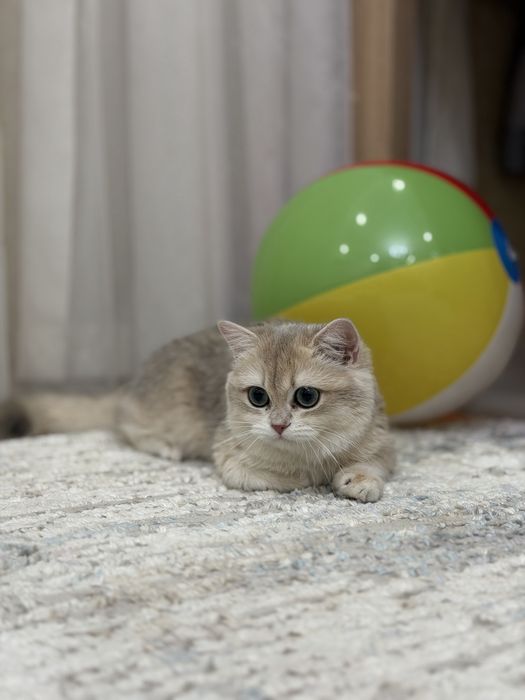 Британская шиншилла