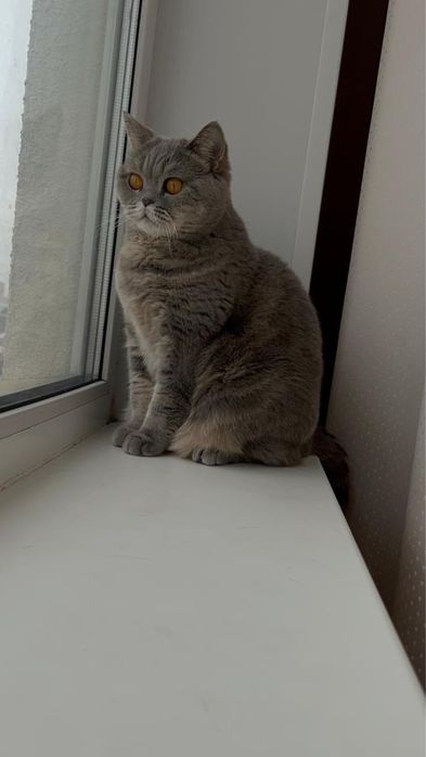 отдадим кошку в хорошие руки