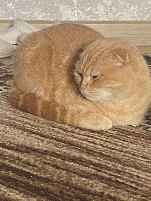 Лейла 1 года 4 месяца