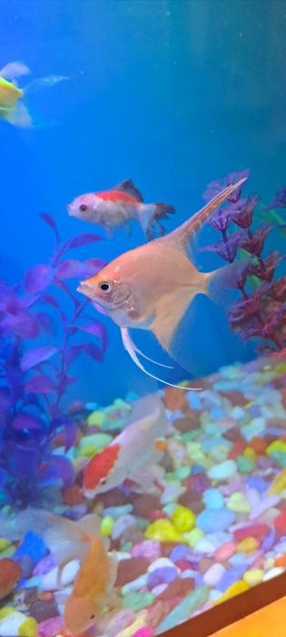 Baliq Skalyariya. 1 ta qolgan Platina rangli