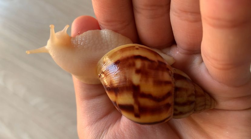 Ulitka Uzbekistan • Snail fermasi •