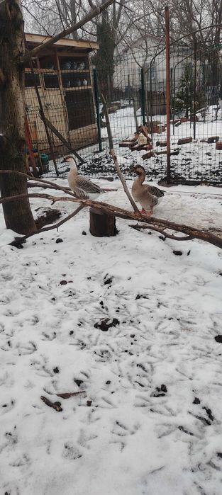 Лебедови гъски на топ цена